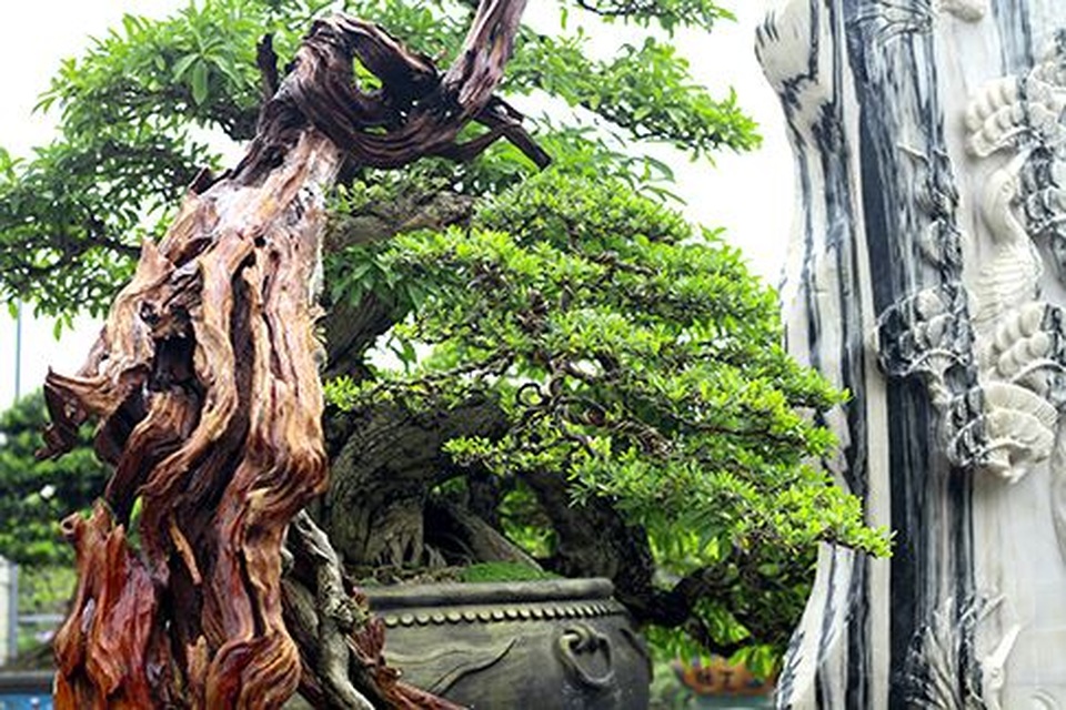 Ngắm vườn bonsai cực chất giá trăm tỷ đồng ở Bình Định - 5 Ngắm vườn bonsai cực chất giá trăm tỷ đồng ở Bình Định - 5