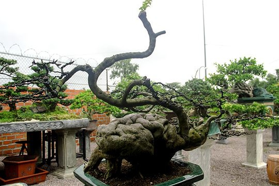 Ngắm vườn bonsai cực chất giá trăm tỷ đồng ở Bình Định - 7 Ngắm vườn bonsai cực chất giá trăm tỷ đồng ở Bình Định - 7