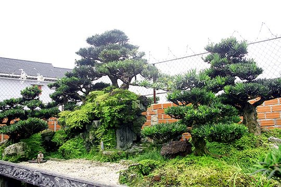 Ngắm vườn bonsai cực chất giá trăm tỷ đồng ở Bình Định - 8 Ngắm vườn bonsai cực chất giá trăm tỷ đồng ở Bình Định - 8