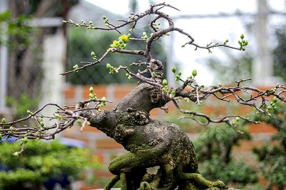 Ngắm vườn bonsai cực chất giá trăm tỷ đồng ở Bình Định - 9 Ngắm vườn bonsai cực chất giá trăm tỷ đồng ở Bình Định - 9