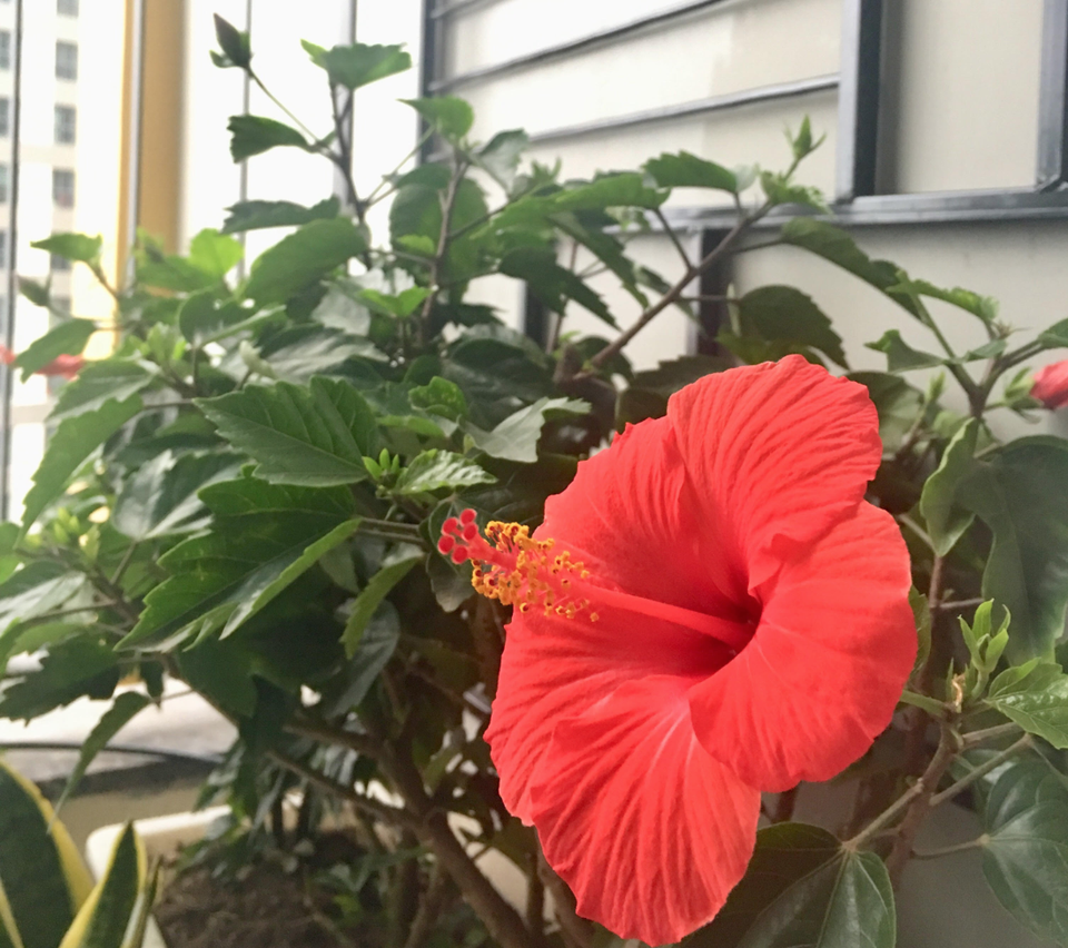 Screen Shot 2019-01-30 at 7.47.35 AM.png