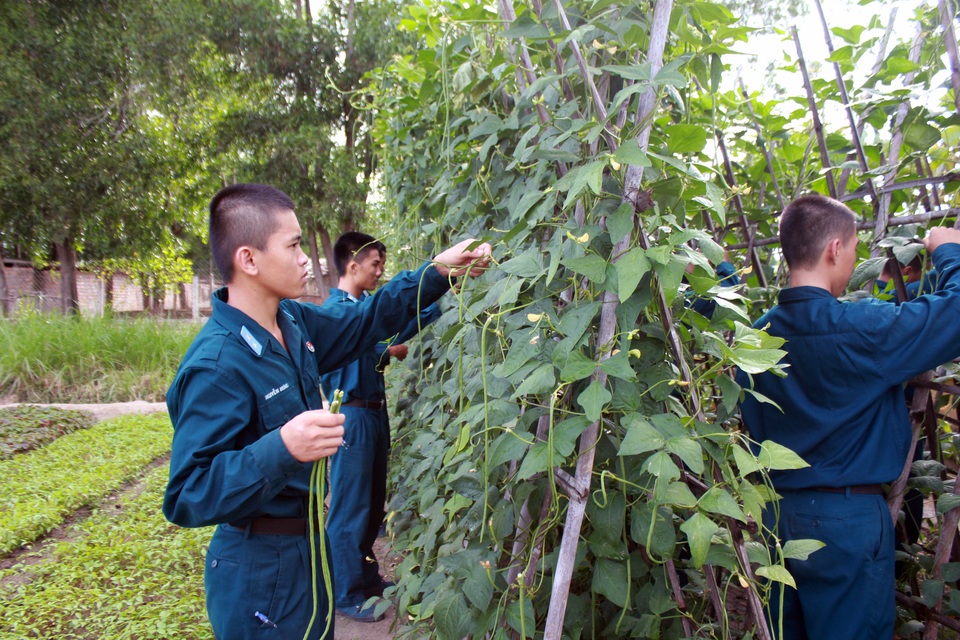 Tăng gia sản xuất ở Trung đoàn bộ.JPG Tăng gia sản xuất ở Trung đoàn bộ.JPG