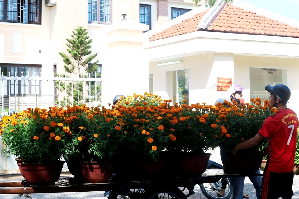 Chợ hoa Tết Hội An 2019 Chợ hoa Tết Hội An 2019