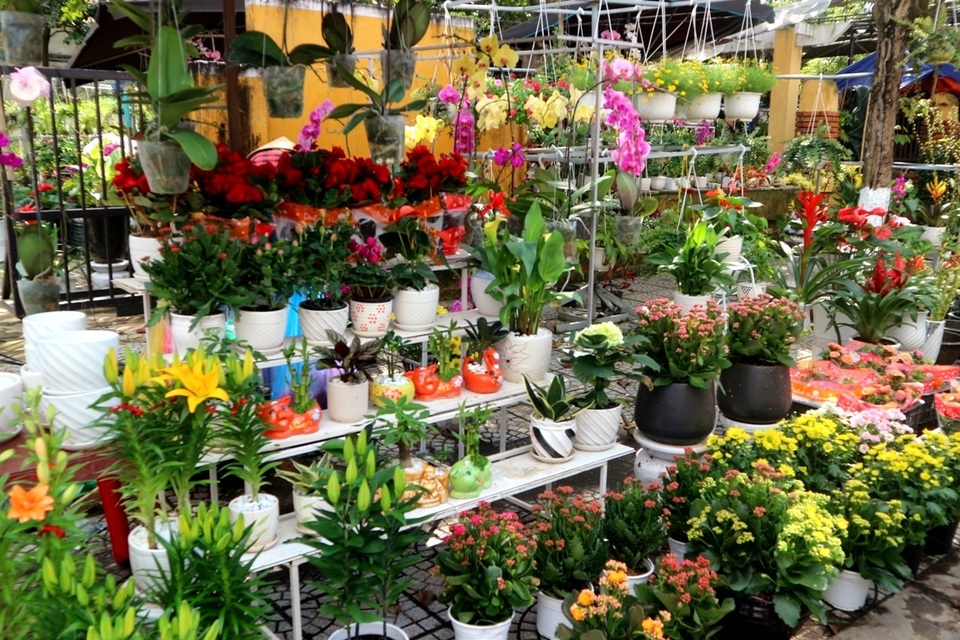Chợ hoa Tết Hội An 2019 Chợ hoa Tết Hội An 2019