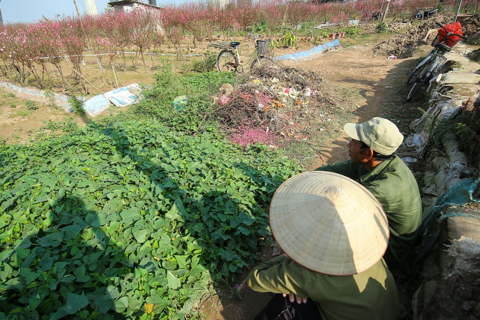 Người trồng đào Nhật Tân lo mất Tết do đào nở rộ - 12 Người trồng đào Nhật Tân lo mất Tết do đào nở rộ - 12