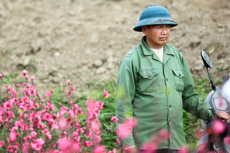 Người trồng đào Nhật Tân lo mất Tết do đào nở rộ - 6 Người trồng đào Nhật Tân lo mất Tết do đào nở rộ - 6