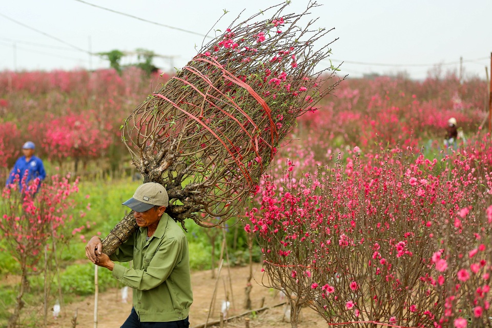 Người trồng đào Nhật Tân lo mất Tết do đào nở rộ - 9 Người trồng đào Nhật Tân lo mất Tết do đào nở rộ - 9