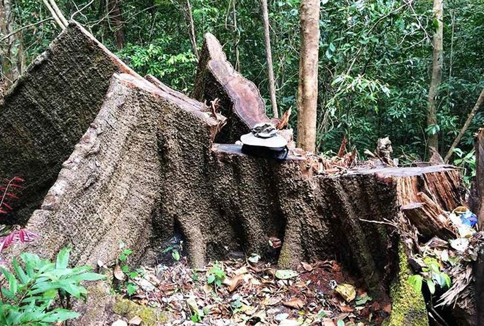 Chất vấn Thủ tướng về lệnh đóng cửa rừng trên rất thiêng nhưng dưới không nghiêm - 1 Chất vấn Thủ tướng về lệnh đóng cửa rừng trên rất thiêng nhưng dưới không nghiêm - 1