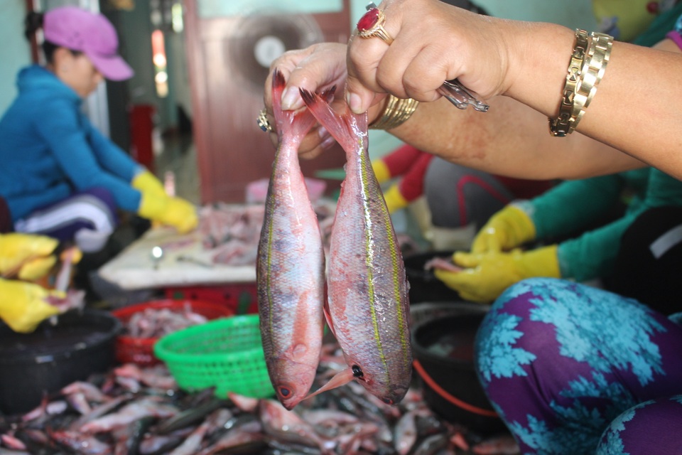 Hình 2 (2).JPG Hình 2 (2).JPG