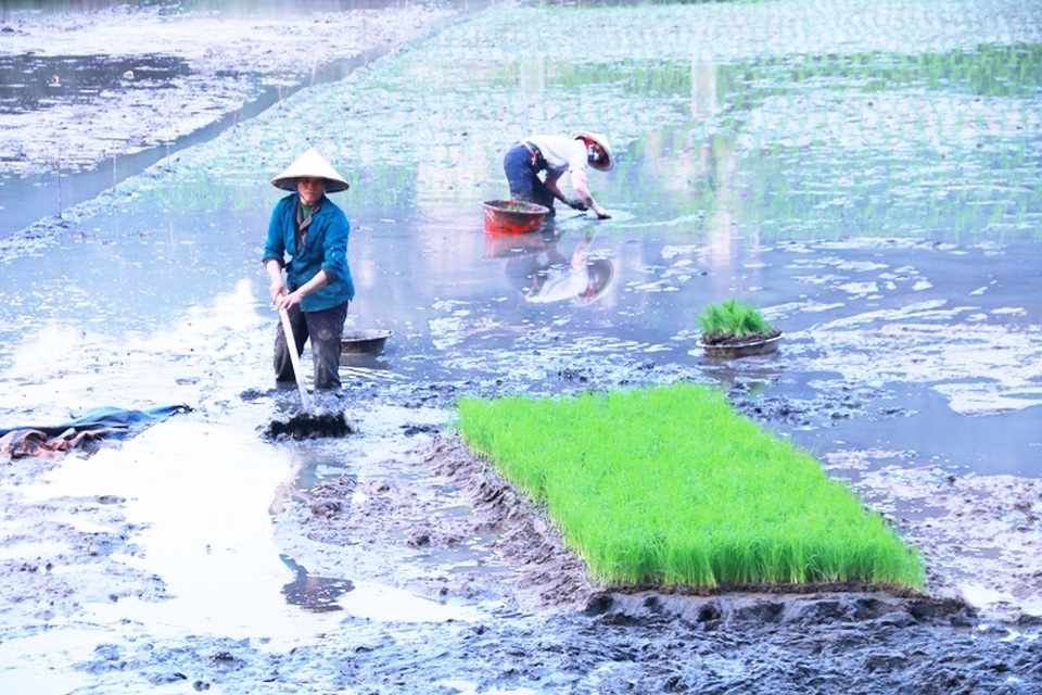 Hoãn sắm Tết để... tập trung cấy lúa - 2