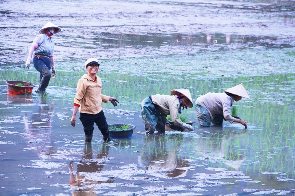 Hoãn sắm Tết để... tập trung cấy lúa - 1