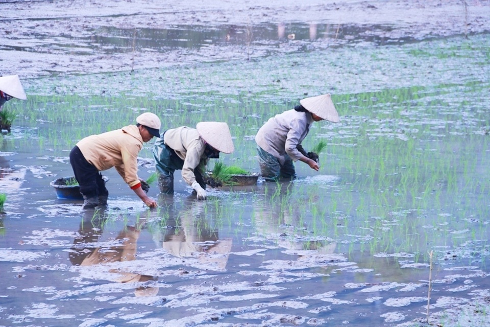 Hoãn sắm Tết để... tập trung cấy lúa - 6