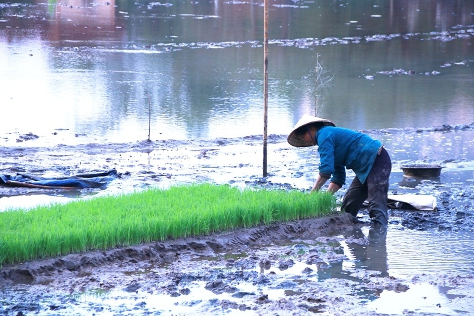 Hoãn sắm Tết để... tập trung cấy lúa - 7