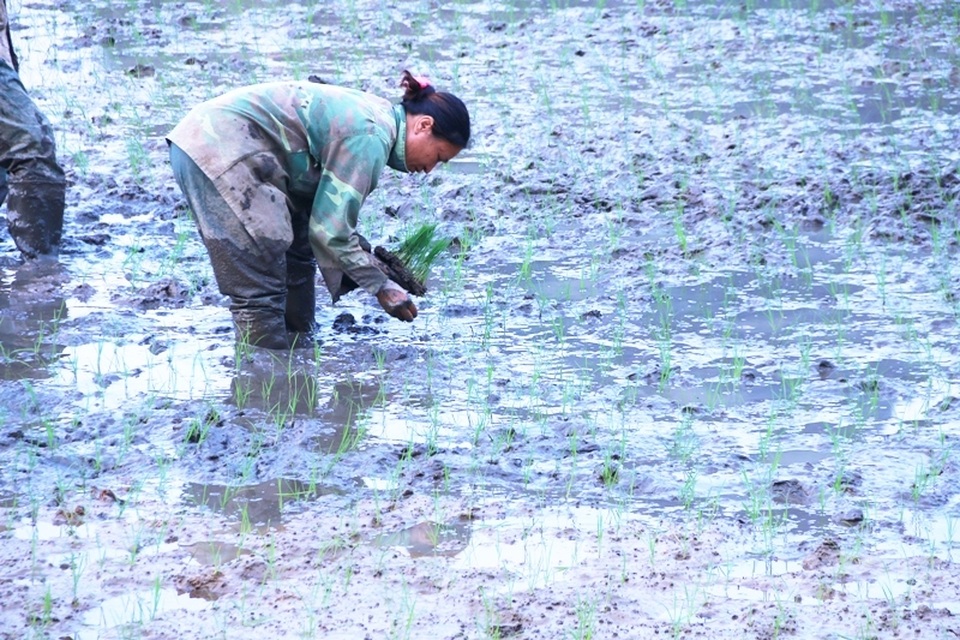 Hoãn sắm Tết để... tập trung cấy lúa - 4