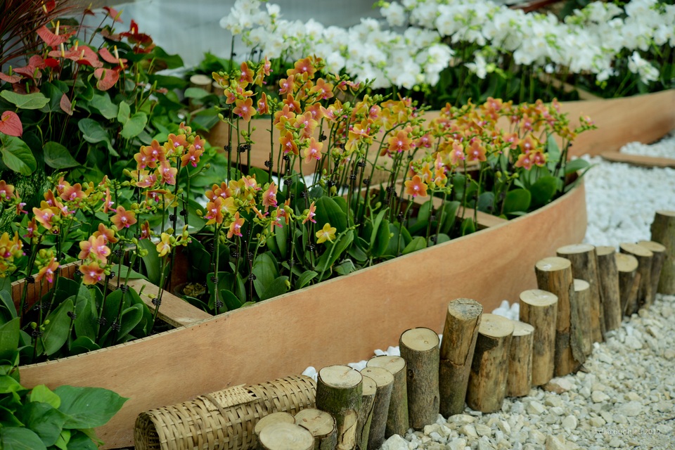 Hàng trăm loại hoa khoe sắc tại lễ hội Xuân Bái Đính - 4 Hàng trăm loại hoa khoe sắc tại lễ hội Xuân Bái Đính - 4