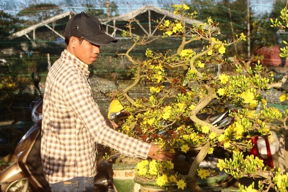 Nhà vườn chăm mai “dở khóc, dở cười” vì thời tết “bất thường” khiến mai nở sớm - 2 Nhà vườn chăm mai “dở khóc, dở cười” vì thời tết “bất thường” khiến mai nở sớm - 2