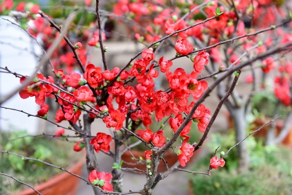 Mai đỏ Trung Quốc để mấy tháng không tàn đổ bộ “thủ phủ” đào Việt - 5 Mai đỏ Trung Quốc để mấy tháng không tàn đổ bộ “thủ phủ” đào Việt - 5