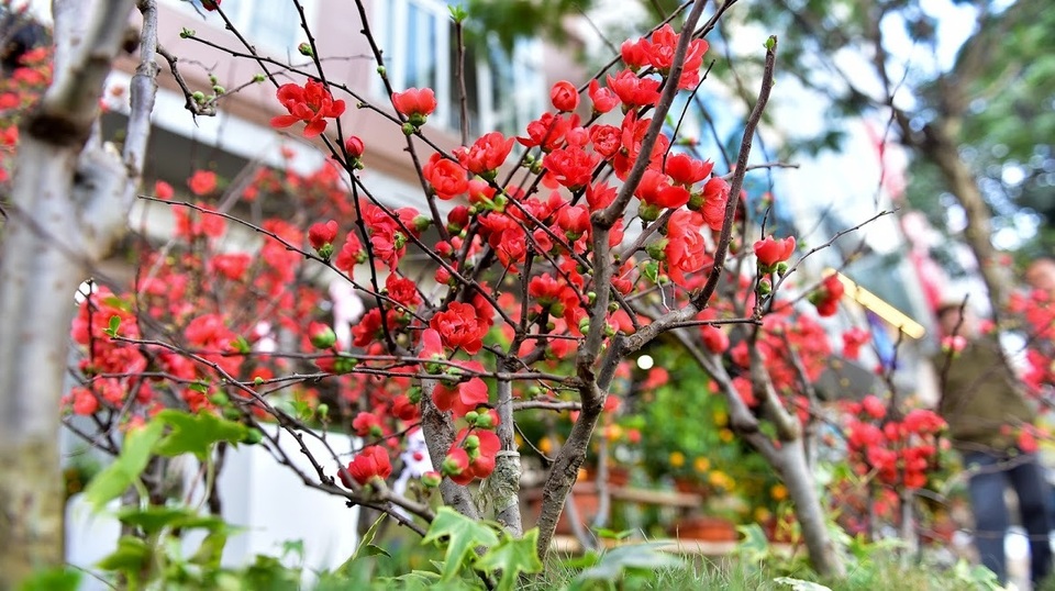Mai đỏ Trung Quốc để mấy tháng không tàn đổ bộ “thủ phủ” đào Việt - 4 Mai đỏ Trung Quốc để mấy tháng không tàn đổ bộ “thủ phủ” đào Việt - 4