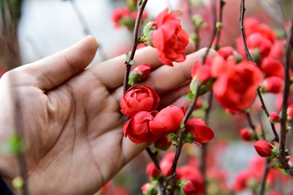 Mai đỏ Trung Quốc để mấy tháng không tàn đổ bộ “thủ phủ” đào Việt - 6 Mai đỏ Trung Quốc để mấy tháng không tàn đổ bộ “thủ phủ” đào Việt - 6