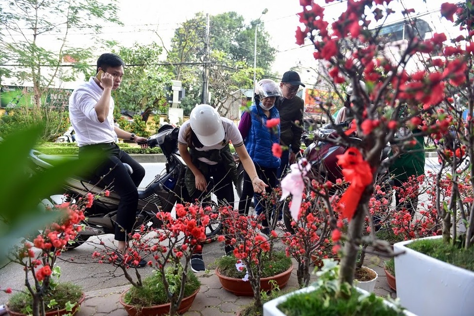 Mai đỏ Trung Quốc để mấy tháng không tàn đổ bộ “thủ phủ” đào Việt - 11 Mai đỏ Trung Quốc để mấy tháng không tàn đổ bộ “thủ phủ” đào Việt - 11