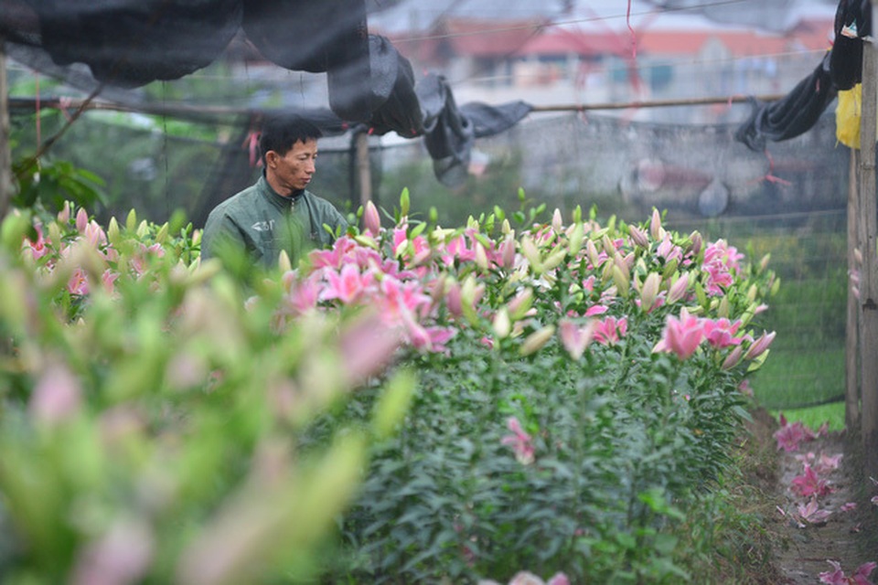Người dân trồng hoa ly lo mất Tết vì ly nở sớm. Người dân trồng hoa ly lo mất Tết vì ly nở sớm.