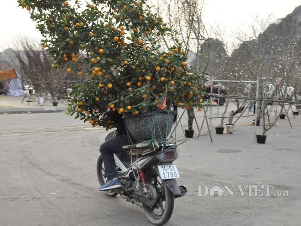 Quảng Ninh: Chở thuê đào, quất Tết, hái ngon ơ tiền triệu/ngày - 10 Quảng Ninh: Chở thuê đào, quất Tết, hái ngon ơ tiền triệu/ngày - 10