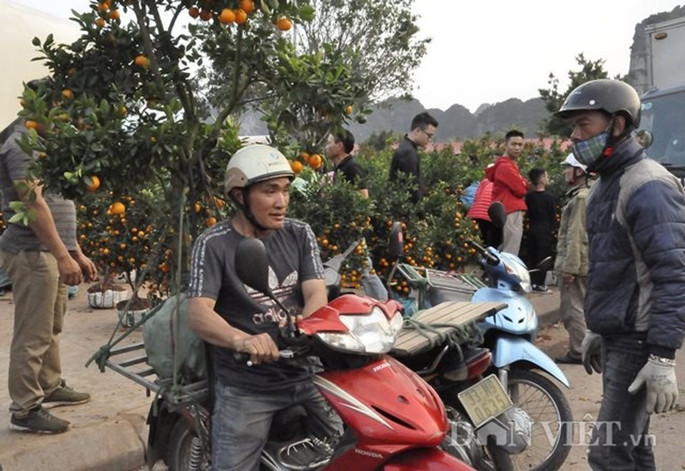 Quảng Ninh: Chở thuê đào, quất Tết, hái ngon ơ tiền triệu/ngày - 4 Quảng Ninh: Chở thuê đào, quất Tết, hái ngon ơ tiền triệu/ngày - 4
