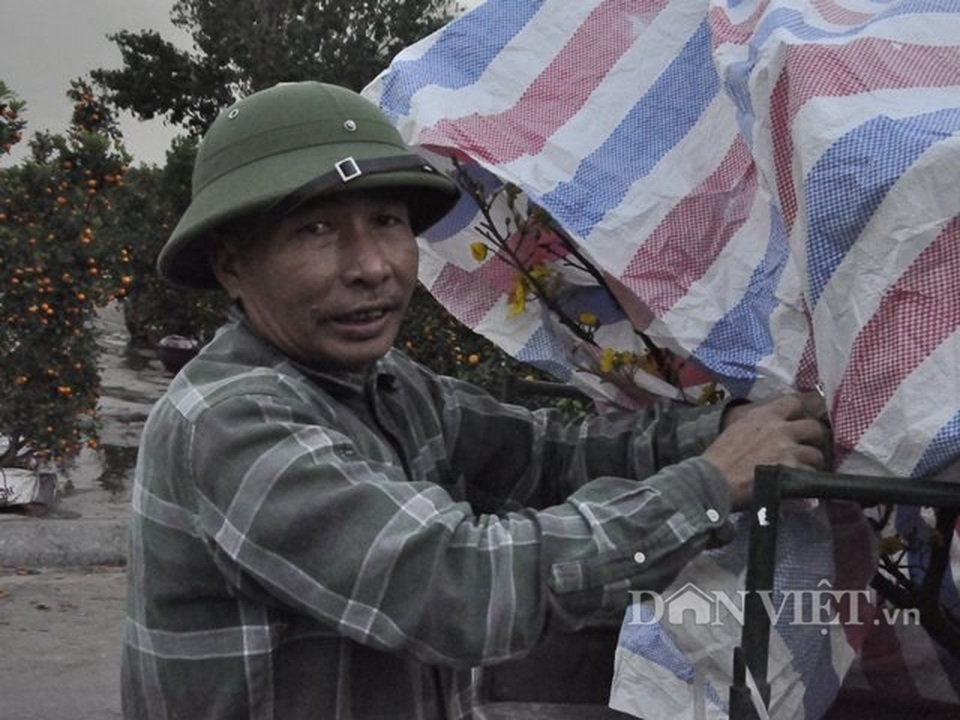 Quảng Ninh: Chở thuê đào, quất Tết, hái ngon ơ tiền triệu/ngày - 9 Quảng Ninh: Chở thuê đào, quất Tết, hái ngon ơ tiền triệu/ngày - 9