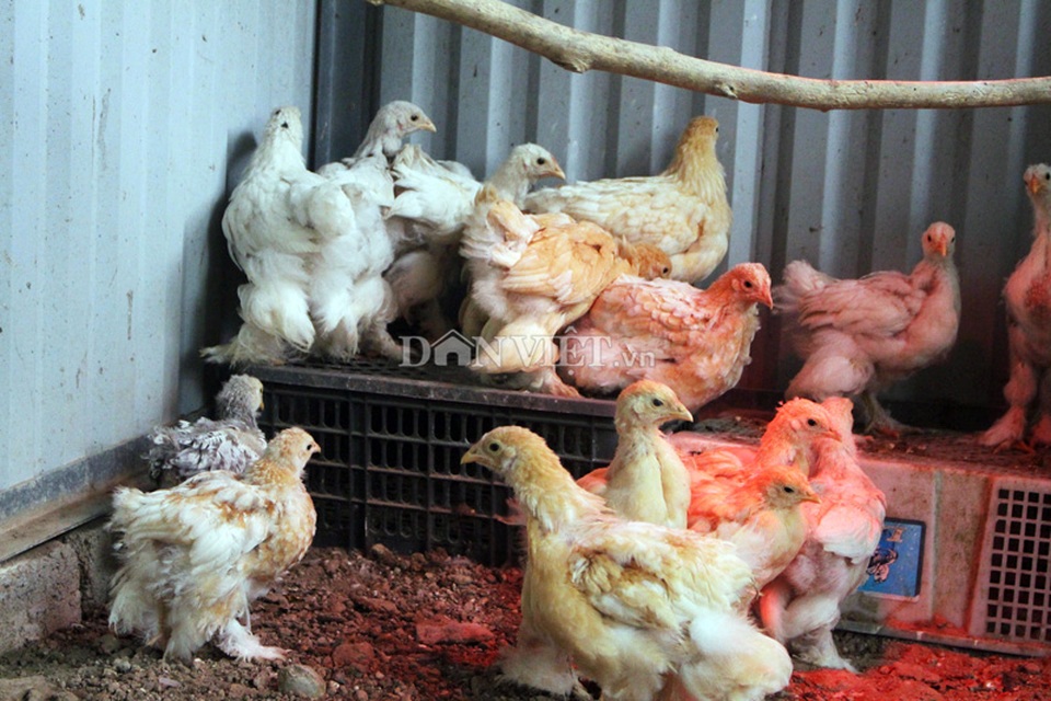 Sính ngoại: 15 triệu đồng đôi gà, đại gia vẫn xuống tiền vì hàng độc - 2 Sính ngoại: 15 triệu đồng đôi gà, đại gia vẫn xuống tiền vì hàng độc - 2
