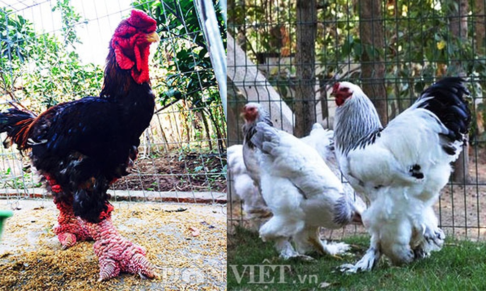 Sính ngoại: 15 triệu đồng đôi gà, đại gia vẫn xuống tiền vì hàng độc - 3 Sính ngoại: 15 triệu đồng đôi gà, đại gia vẫn xuống tiền vì hàng độc - 3