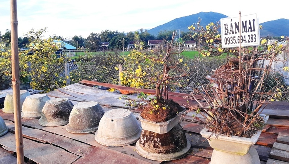 Chưa đến Tết, người trồng mai đã đưa mai về vườn… cất! - 3 Chưa đến Tết, người trồng mai đã đưa mai về vườn… cất! - 3