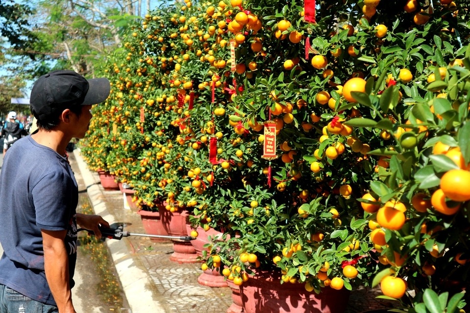 Xuân về trên đất Hội An Xuân về trên đất Hội An