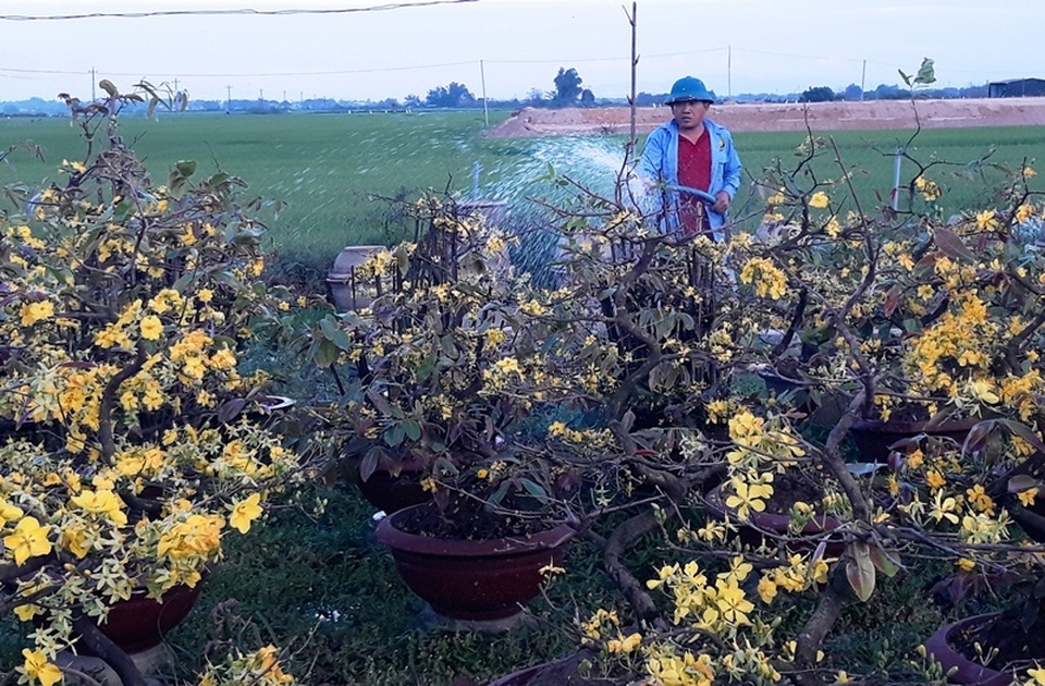 Chưa đến Tết, người trồng mai đã đưa mai về vườn… cất! - 4 Chưa đến Tết, người trồng mai đã đưa mai về vườn… cất! - 4