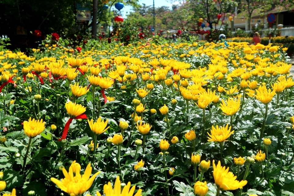 Xuân về trên đất Hội An Xuân về trên đất Hội An