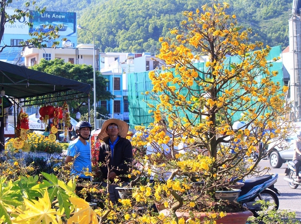 Chưa đến Tết, người trồng mai đã đưa mai về vườn… cất! - 1 Chưa đến Tết, người trồng mai đã đưa mai về vườn… cất! - 1