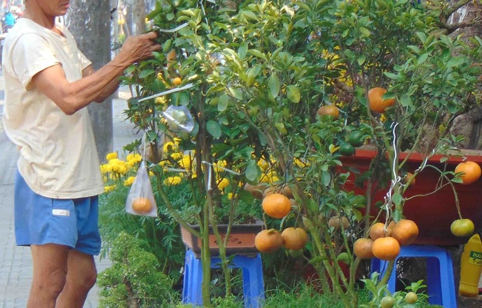 Coi chừng rước bệnh vào thân khi dùng trái kiểng - 1 Coi chừng rước bệnh vào thân khi dùng trái kiểng - 1