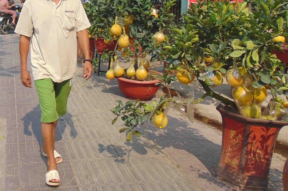 Coi chừng rước bệnh vào thân khi dùng trái kiểng - 2 Coi chừng rước bệnh vào thân khi dùng trái kiểng - 2
