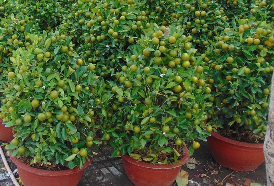 Coi chừng rước bệnh vào thân khi dùng trái kiểng - 3 Coi chừng rước bệnh vào thân khi dùng trái kiểng - 3