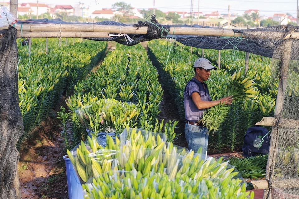 Lạc giữa cánh đồng hoa ly lớn nhất Hà Nội những ngày giáp Tết - 1 Lạc giữa cánh đồng hoa ly lớn nhất Hà Nội những ngày giáp Tết - 1