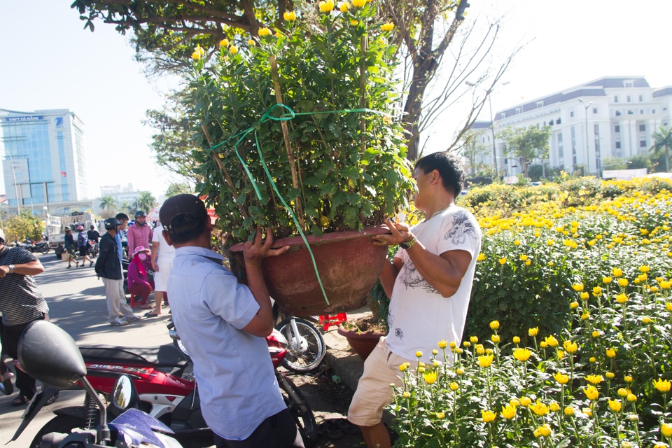 Chợ hoa Đà Nẵng 29 Tết: Quất cảnh đắt hàng, mai thưa khách - 8 Chợ hoa Đà Nẵng 29 Tết: Quất cảnh đắt hàng, mai thưa khách - 8