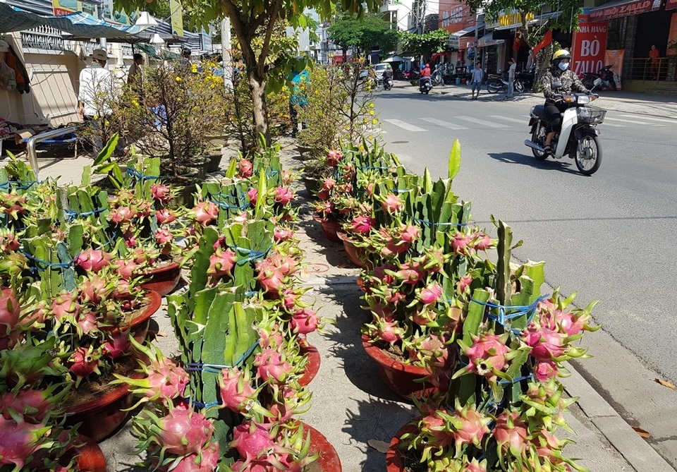 Thương lái “đại hạ giá” mai, quất... để sớm về nhà đón Tết - 6 Thương lái “đại hạ giá” mai, quất... để sớm về nhà đón Tết - 6