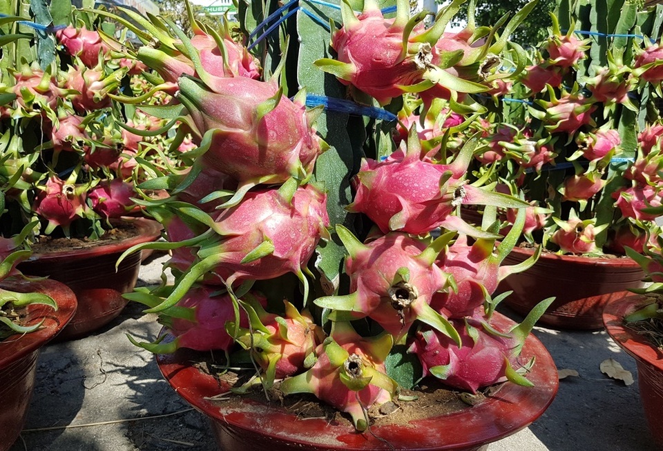 Thương lái “đại hạ giá” mai, quất... để sớm về nhà đón Tết - 8 Thương lái “đại hạ giá” mai, quất... để sớm về nhà đón Tết - 8