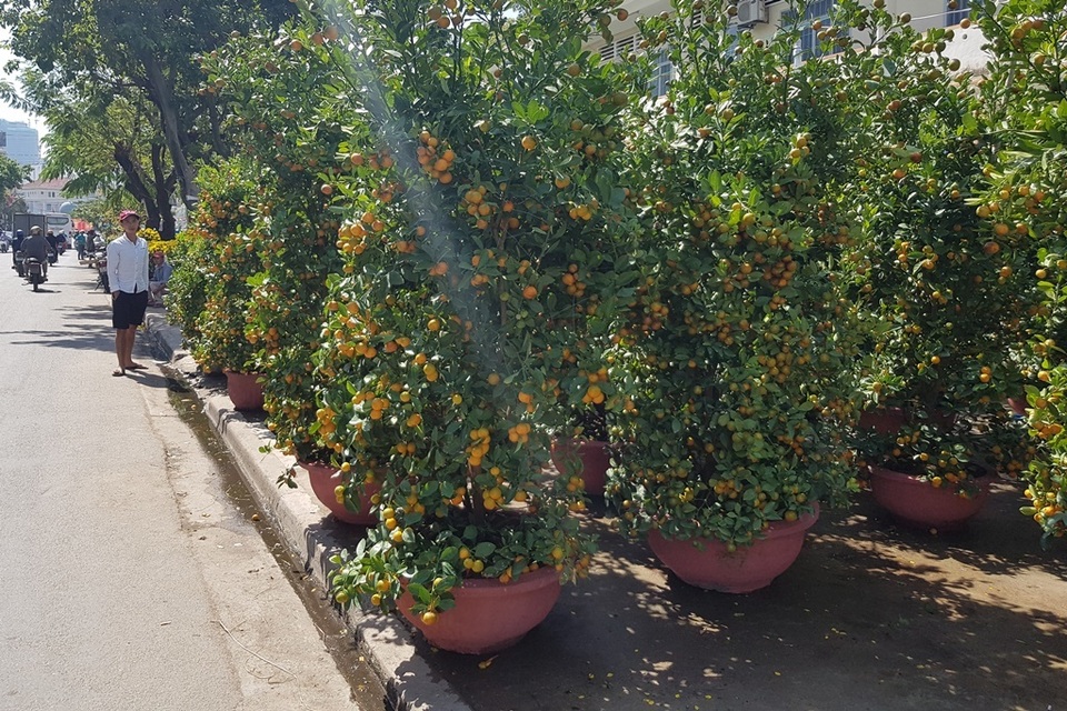 Thương lái “đại hạ giá” mai, quất... để sớm về nhà đón Tết - 5 Thương lái “đại hạ giá” mai, quất... để sớm về nhà đón Tết - 5