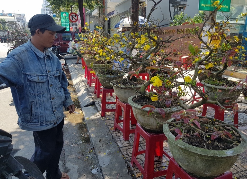 Thương lái “đại hạ giá” mai, quất... để sớm về nhà đón Tết - 2 Thương lái “đại hạ giá” mai, quất... để sớm về nhà đón Tết - 2