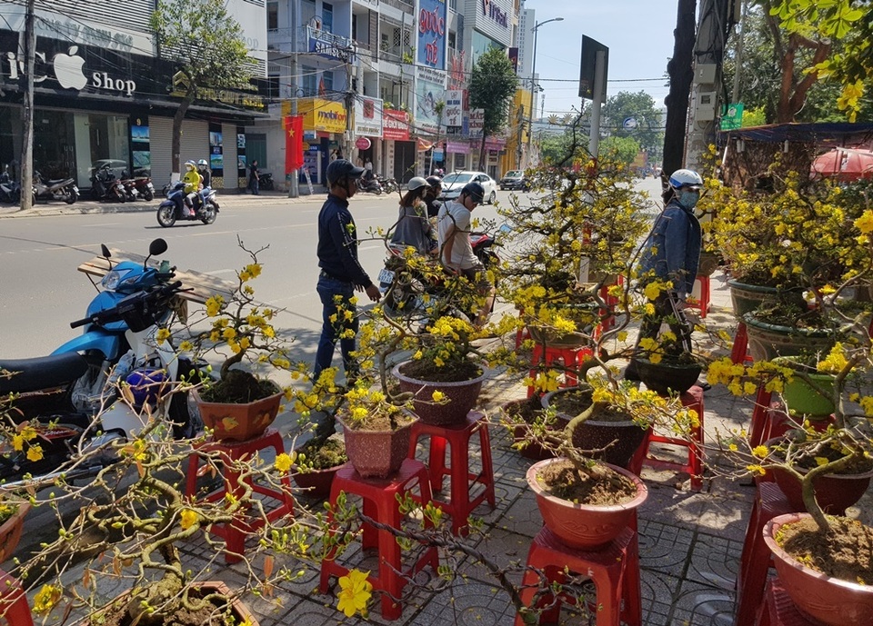 Thương lái “đại hạ giá” mai, quất... để sớm về nhà đón Tết - 1 Thương lái “đại hạ giá” mai, quất... để sớm về nhà đón Tết - 1