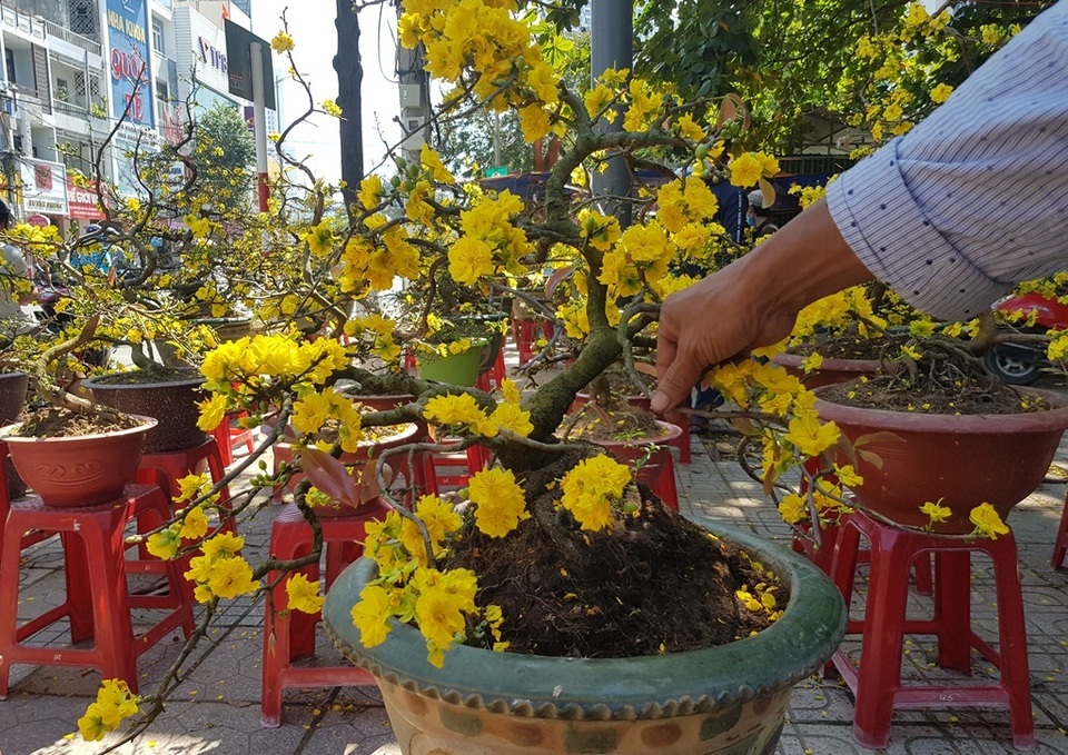 Thương lái “đại hạ giá” mai, quất... để sớm về nhà đón Tết - 3 Thương lái “đại hạ giá” mai, quất... để sớm về nhà đón Tết - 3
