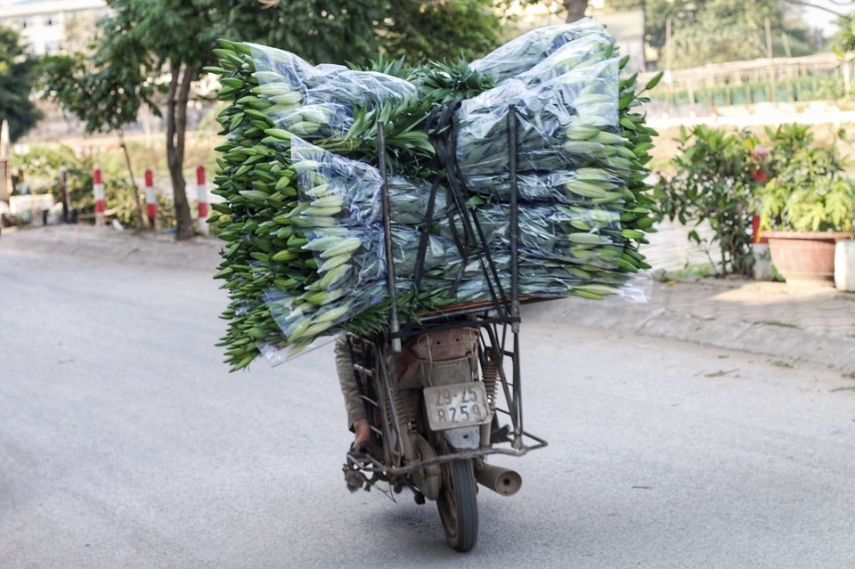 Lạc giữa cánh đồng hoa ly lớn nhất Hà Nội những ngày giáp Tết - 7 Lạc giữa cánh đồng hoa ly lớn nhất Hà Nội những ngày giáp Tết - 7