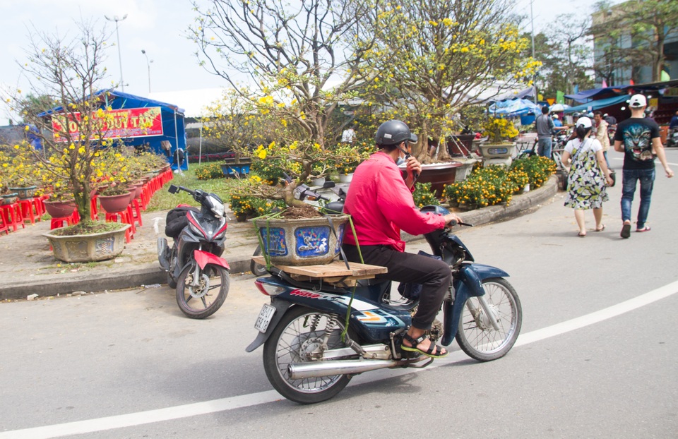 Chợ hoa Đà Nẵng 29 Tết: Quất cảnh đắt hàng, mai thưa khách - 6 Chợ hoa Đà Nẵng 29 Tết: Quất cảnh đắt hàng, mai thưa khách - 6