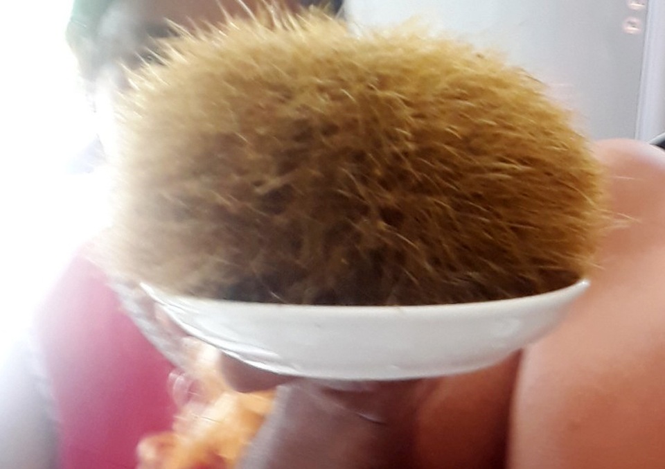 Mổ lợn ăn Tết phát hiện vật nghi cát lợn - 1 Mổ lợn ăn Tết phát hiện vật nghi cát lợn - 1