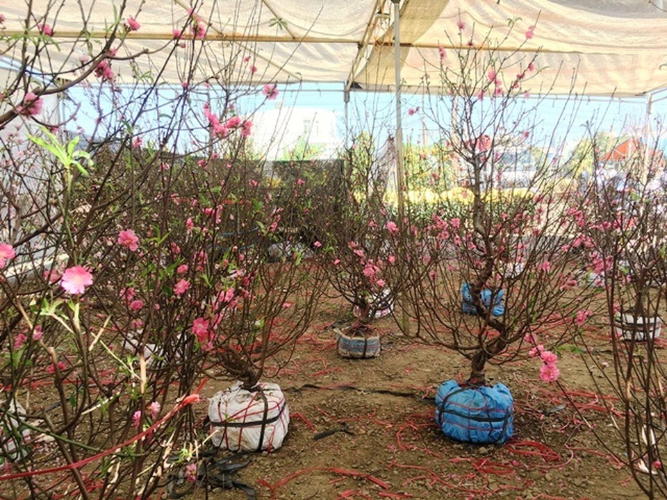 Đào Nhật Tân.JPG Đào Nhật Tân.JPG